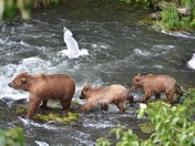 Kenai National Wildlife Alaska