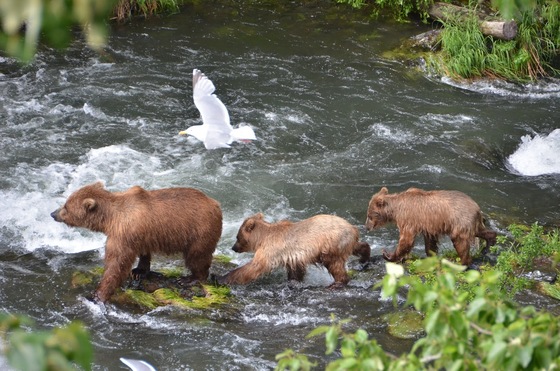 Kenai National Wildlife Alaska