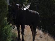 Bighorn Sheep National Forest