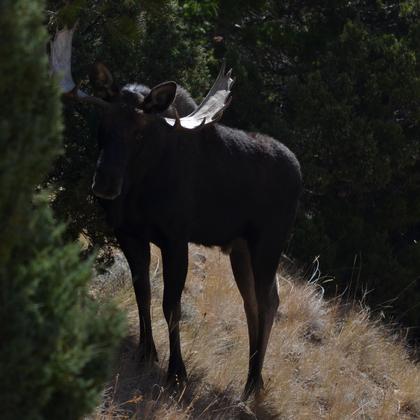 Bighorn Sheep National Forest