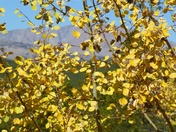 Aspens in Shoshone National Forest, South Dakota