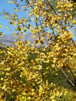 Aspens in Shoshone National Forest, South Dakota