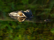 Everglades National Park