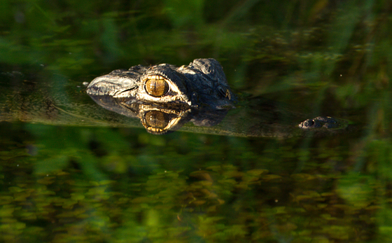 Everglades National Park