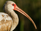 Everglades National Park