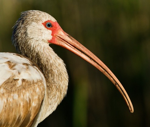 Everglades National Park