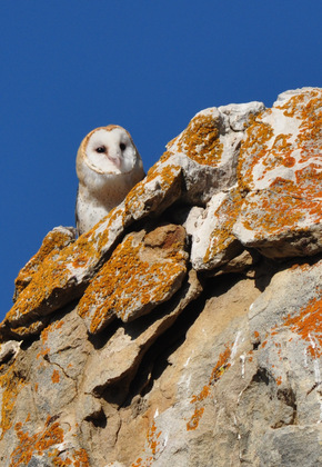 Carrizo National Monument/ Painted Rock
