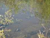 Everglades National Park