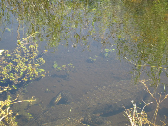 Everglades National Park