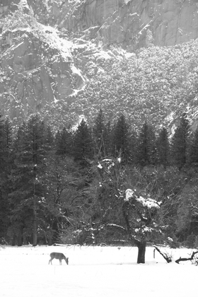 Yosemite National Park