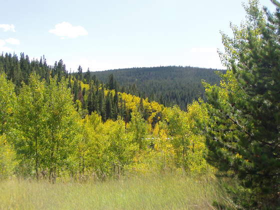 Roosevelt National Forest