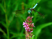 Upper Mississippi River Wildlife Refuge