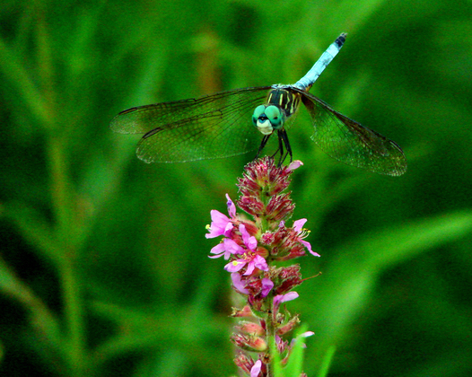 Upper Mississippi River Wildlife Refuge