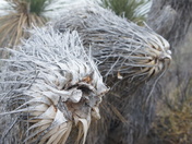 Big Bend National Park
