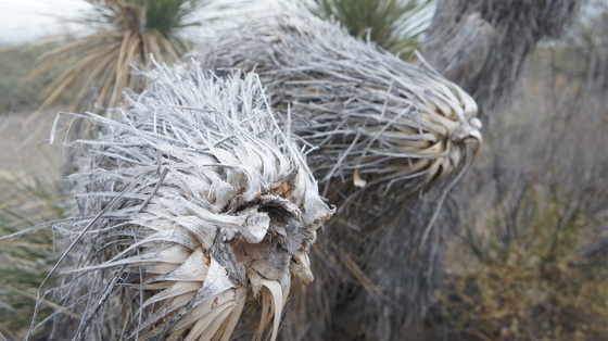 Big Bend National Park