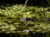 Okefenokee Swamp