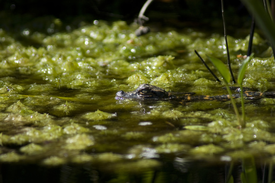 Okefenokee Swamp