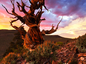 Inyo National Forest