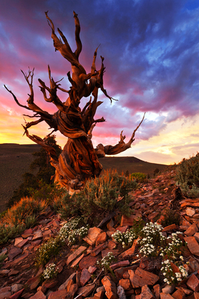 Inyo National Forest