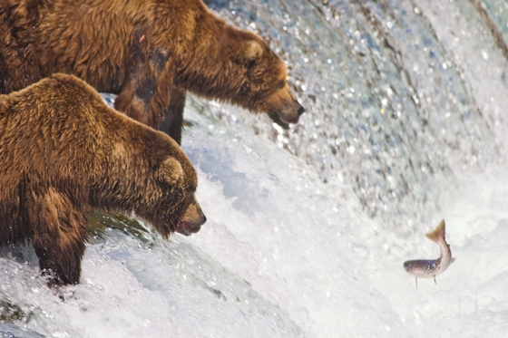 Katmai National Park, Alaska