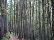 Willamette national forest