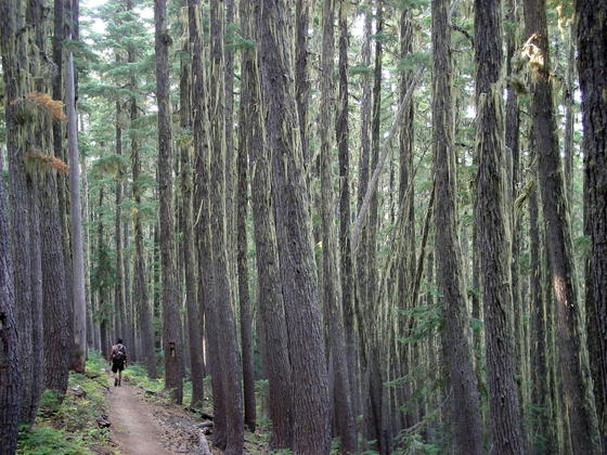 Willamette national forest