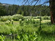 El Derado National Forest