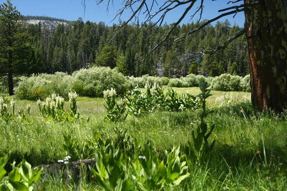 El Derado National Forest