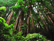 Muir Woods