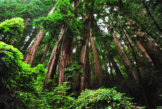 Muir Woods