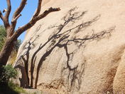 Joshua Tree National Park