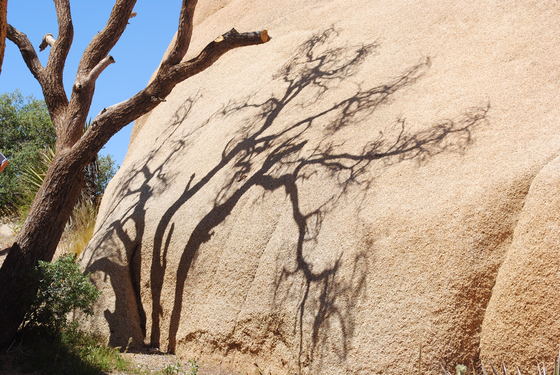 Joshua Tree National Park