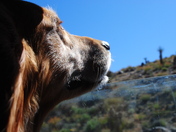 Joshua Tree National Park