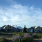 Olympic national park