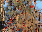 Mountain Ash Waxwing