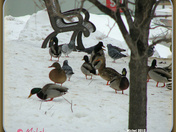 Winter at the park...