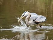 Blue Heron "Fishing"