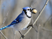 Blue Jay