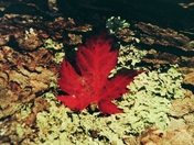 Just a maple leaf