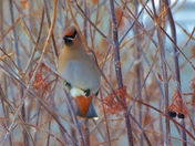 Bohemian Waxwing