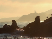 Sea Lion Rock