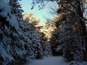 HEADING FOR THE SUNLIGHT