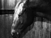 Stabled Horse