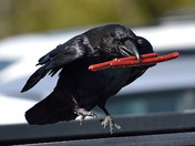 A Raven's Lunch