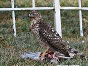 Hawk catches Lunch