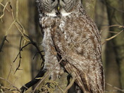 Great Gray Owl