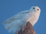 Windy Day Snowy Owl