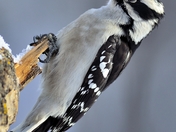 Downy Woodpecker