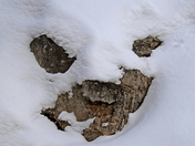 Face in the Snow