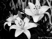 Lillies